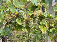 plan b – Rieslingtrauben im Versuchsweinberg der Hochschule Geisenheim University im Rheingau.