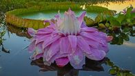 Terra X: Unser grüner Planet – Die Blüte der Riesenseerose färbt sich nach der Bestäubung rosa.