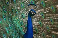 Tierische Rebellen – Männlicher Pfau, Los Angeles