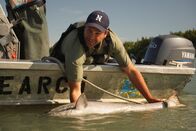 Zeb Hogans Monsterfische – Zeb trying to hold on to a chinook salmon (Photo Credit: Josh Thomas)