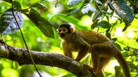 Wildes Peru – Der Totenkopfaffe ist ein typischer Bewohner des Amazonas-Regenwalds.