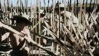 Apokalypse: Der Kalte Krieg – Vietnam - Bamboo serves all purposes for the Viet Minh. It can be used to survive and to kill. (ECPAD)