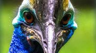 Tierisch gemein! – Sa, 08.06., 16:30 Uhr