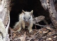 Mini-Monster - Australiens flauschige Räuber – Ein junger Numbat wagt sich aus dem sicheren Bau, um Tageslicht und Frischluft zu schnuppern.