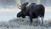Wildes Kanada – Moose