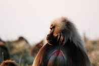 Feindselige Erde – Äthiopien - Ein männlicher Gelada, Simien Mountains National Park, Äthiopien.