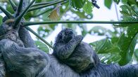 Südamerikas tierische Freaks – Das Faultier gilt als eines der langsamsten Säugetiere Südamerikas. Trotzdem hat es wenig Fressfeinde, da es sein Leben hauptsächlich in den Baumkronen verbringt.
