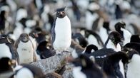 Wildes Überleben – Pinguine