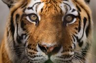 Tierische Rebellen – Wilder Bengal Tiger, Indien