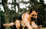 Kommissar Rex – Rex.