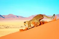Hüter der Natur – Ein Gepard in der Namib.