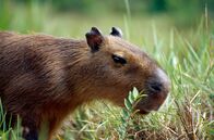 Tief im Regenwald – Ein Capybara, das größte Nagetier der Welt.