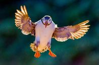 Vögel – Papageientaucher, auch bekannt als die Clowns des Meeres, leben an der Küste Nordamerikas und auf einigen Inseln in Westeuropa.