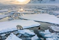 Terra X: Säugetiere – Ein Eisbär versucht, auf dem Packeis vor der Küste von Spitzbergen, Walrosse zu jagen.