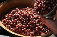 Zu Tisch ... – Jede Elsbeere muss nach der Ernte noch von den Rispen gezupft werden – eine Arbeit, die bis tief in den Winter hinein dauert.