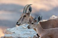 Tierbabys mit der Ente – In Afrika braucht ein Elefantenbaby die Hilfe seiner Mutter um aufzustehen.