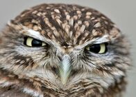 Eulen - Die zauberhaften Räuber – Steinkauz