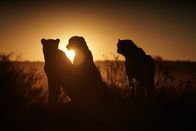 One Strange Rock - Unsere Erde – Drei junge Geparden sitzen vor dem Sonnenuntergang