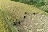 Unsere Kontinente – Die ganze Familie hilft bei der Ernte auf den Reisterrassen.