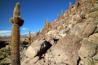 Expedition Sternenhimmel – Kaktuswald bei Guatin, Nordchile
