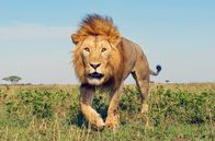 Serengeti – Löwen sind selbst erfolgreiche und gefürchtete Jäger.