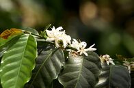 Stadt Land Kunst – Im „Kaffeedreieck“, wie die Kaffeeanbauregion im Zentrum Kolumbiens oft genannt wird, werden die Kaffeebohnen noch überwiegend von Hand gepflückt.