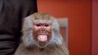Most Ridiculous – Do, 25.12., 06:10 Uhr