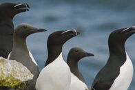 Terra Mater – Tordalke und Trottellummen gemeinsam auf Stora Karlsö bei Gotland