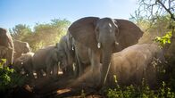 Wildes Südafrika – Elefanten sind die Architekten der südafrikanischen Buschsavanne.