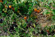 P.M. Wissen – Freilandtomaten - die alten Paradeiser wachsen auf diesen Feldern natürlich: kein Gewächshaus, kein Hochbinden. Eine Strohschicht schützt die Früchte am Boden.