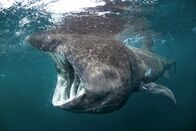 Expeditionen: Helden der Evolution – Riesenhai mit offenem Maul.
