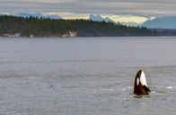 Orcas - Herrscher der Meere – Orca-Bulle Jack bei einem „Spyhop“ – durch diese aufrechte Position verschaffen sich Orcas einen besseren Überblick von dem, was an der Wasseroberfläche passiert.