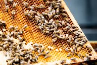 Hoagascht – Eine gezeichnete Bienenkönigin zwischen Bienen auf einer Bienenwabe