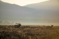 Terra Mater – Der Yellowstone Nationalpark fordert im Winter von seinen Bewohnern ein Leben am Limit. Während der Grizzly seinen Winterschlaf abhält, müssen sich Wolf, Otter und Bison auch in der härtesten Jahreszeit behaupten. Es herrscht klirrende Kälte mit Temperaturen bis zu minus 40 Grad und eine gut zehn Meter dicke Schneedecke liegt über dem Land. Inmitten der winterlichen, ruhigen Landschaft zeigt die Wildnis im Yellowstone Nationalpark mit ihren heißen Quellen und mehr als 300 Geysiren auch eine raue, bedrohliche Seite, die von vulkanischer Aktivität im Untergrund gespeist wird. Beim Kräftemessen von Feuer und Eis kocht und brodelt es ständig.