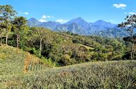 Honduras - Von Regenwald und Strand – Ananasfelder am Lago de Yojoa/Honduras.