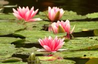 "Stadt Land Kunst"-Inspirationen – Rund 80 Kilometer vor Paris liegt das malerische Städtchen Giverny. Im ausgehenden 19. und frühen 20. Jahrhundert schuf der französische Maler Claude Monet hier seine eigene Welt.