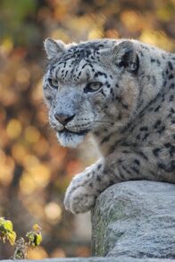 Nashorn, Zebra & Co. – Schneeleopard Felix wartet auf sein Frühstück.