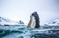 Terra Mater – Ein Buckelwal springt aus dem Wasser
