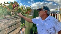 mareTV – NDR Fernsehen MARETV, "Fuerteventura - Die goldene Schöne der Kanaren" Uhr. Leocadio Araya Sánchez produziert gesunden Saft aus Kaktusfeigen. Die Ernte ist eine heikle Angelegenheit, denn die vitaminhaltigen Früchte haben Nesselhärchen und Stacheln. (Weitere Bilder auf Anfrage.)