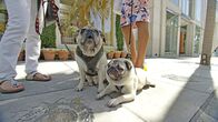Die geheime Welt der Hunde – Zwei Möpse mit Ihren Besitzern auf dem Rodeo Drive