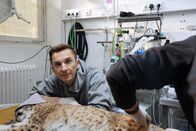 pur+ – Moderator Eric Mayer ist bei der medizinischen Untersuchung des Luchses Nero im Zoo Karlsruhe dabei. Der noch junge Luchs soll ausgewildert werden. Dafür muss er aber gesund sein und wird daher untersucht.