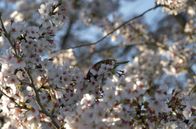 Stadt Land Kunst – Immer wenn in Japan die Kirschbäume blühen und das ganze Land in Weiß, Hellviolett und Purpurrosa tauchen, versammeln sich die Japanerinnen und Japaner, um das Frühlingsfest Hanami zu feiern.