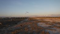 Wildes Hawaii – Standort: Tern Island, FFS: Vögel fliegen zur goldenen Stunde auf der Seeschwalbe.