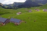 Heimat in den Alpen – Im Sommer sind auf dem Vorsäß Schönenbach 200 Kühe auf der Weide - nirgendwo gibt es Zäune, alle Tiere können sich frei bewegen.