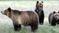 Yellowstone - Park der Extreme – Grizzlybären
