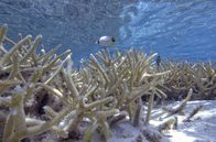 Die Rettung der Korallen – Ausgeblichenes Korallenriff in Polynesien