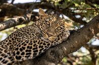 Masai Mara - Geburt im Paradies – Mit dem Eintreffen der Zebraherden verändert sich kurzzeitig das ökologische Gleichgewicht: Beutetiere sind wieder zahlreicher und ihre Jäger – etwa Leoparden – passen ihr Verhalten entsprechend an