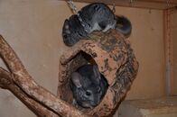 Anna und die Haustiere – Chinchillas sind Gruppentiere - man sollte mindestens zwei Chinchillas halten!