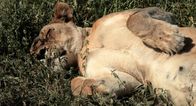 Kampf der Raubkatzen - Löwe gegen Gepard – Löwen