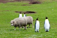 Wilde Inseln – Schafe sind auf den Falklandinseln in der Minderheit: Auf jedes Schaf kommen zwei Pinguine.